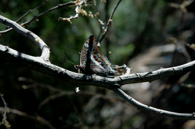 Charaxes jasius